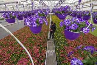 Horticulture company, flower pots, so-called petunia ampel, grow in a greenhouse, under the glass