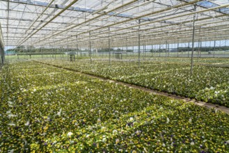 Horticultural business, greenhouse, various types of potted plants are grown here to be sold in