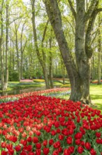 The Keukenhof, gardens, amusement park, spring park, spring flower show, near Lisse, South Holland,