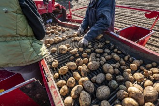 Potato harvesting, so-called split harvesting method, first the tubers are taken out of the ground