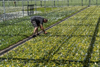 Horticultural business, greenhouse, various types of potted plants are grown here to be sold in