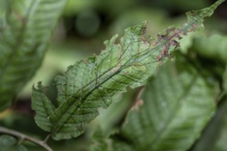 Green patterned stick insect (Phasmatodea) camouflaging itself on a leaf, Corcovado National Park,