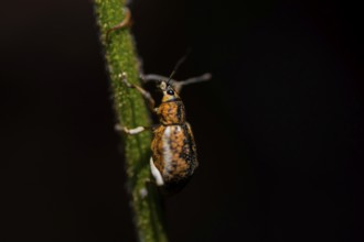 Weevil (Cleistolophus) sitting on a stem at night, at night in the tropical rainforest, Refugio