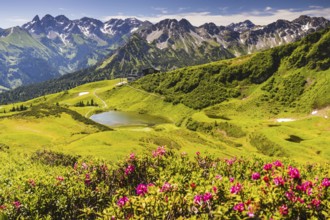 Alpine rose blossom, panorama from the Fellhorn over the Schlappoldsee and mountain station of the