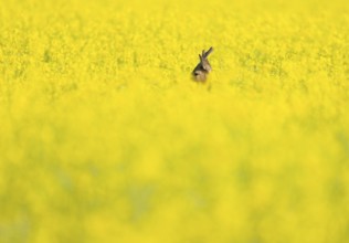 Roe deer (Capreolus capreolus), roebuck standing in a yellow rapeseed field, rapeseed (Brassica