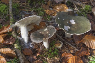 Three large fruiting bodies of russula cyanoxantha growing between autumn leaves in the forest,