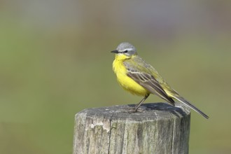 Yellow wagtail (Motacilla flava) on a perch in Osterfeinermoor, pasture fence, wildlife, Dümmer,