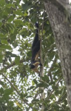 Black giant squirrel (Ratufa bicolor), Kaeng Krachan National Park, Phetchaburi Province, Thailand,