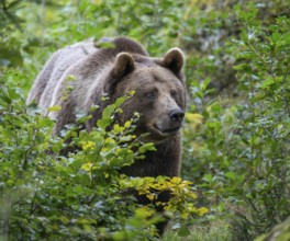 Brown bear (Ursus arctos) standing in the undergrowth, captive, Bavarian Forest National Park,