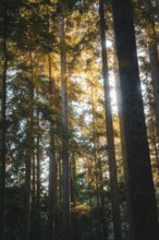 Sunlight casts golden rays through the treetops in the dense forest and creates a peaceful