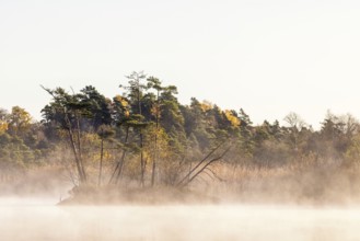 Scenics view with morning fog at a lake by a bog with pine trees in autumn