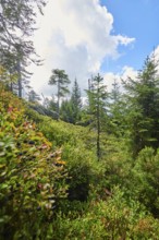 Vegetation with Norway spruce (Picea abies) and colored European blueberry (Vaccinium myrtillus) on