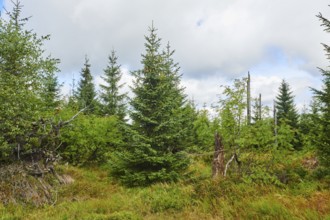 Vegetation with Norway spruce (Picea abies) and colored European blueberry (Vaccinium myrtillus) on