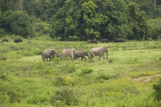 Indian elephants (Elephas maximus indicus) and gaur (Bos gaurus), Khiri Khan, Hua Hin, Kui Buri