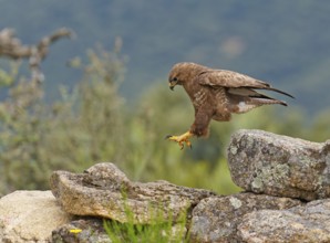 Common buzzard (Buteo buteo), approaching prey, Castilla-La Mancha, Spain, Europe