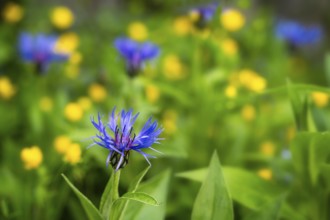 Overgrown blue flowering knapweed (Centaurea) in the garden, a sharp flower in the foreground, in