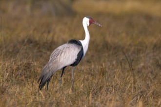 Africa, Botswana, Wattled Crane, Grus carunculatus, Botswana, Africa