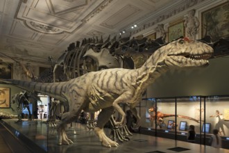 Allosaurus (Allosaurus fragilis), Natural History Museum, opened 1889, Vienna, Austria, Europe