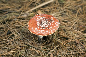 Fly agaric mushroom Amanita muscaria. Suffolk, England, UK