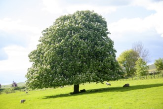 Candelabra of summer flowers on a horse chestnut tree, Aesculus hippocastanum, standing in a grassy