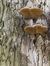 Texture of bark with pair of tree mushrooms