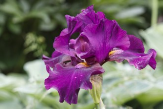 Beautiful iris flower with drops of water bloom in the garden. Close up, fragility and summer