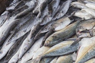 Fresh barracuda fish on ice in the market