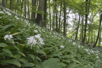 Ramson (Allium ursinum), North Rhine-Westphalia, Germany, Europe