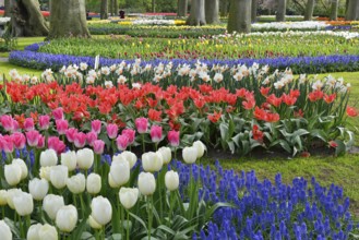 Tulips (Tulipa) and grape hyacinths (Muscari) at Keukenhof, Lisse, South Holland