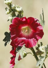 Flowering hollyhock (Alcea rosea), North Rhine-Westphalia, Germany, Europe