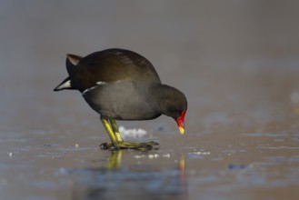 Moorhen (Gallinula chloropus) adult bird on a frozen lake in the winter, Surrey England, United