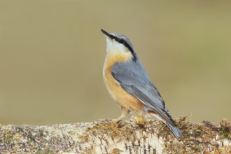 Eurasian nuthatch (Sitta europaea) sitting attentively on birch trunk, animals, birds, Siegerland,