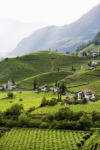 Vineyards, near Bolzano, Dolomites, South Tyrol, Trentino-Alto Adige, Italy, Europe