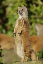 Yellow mongoose (Cynictis penicillata), captive, occurrence in Africa