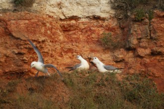 Northern fulmar (Fulmarus glacialis) three adult birds on a cliff, England, United Kingdom, Europe