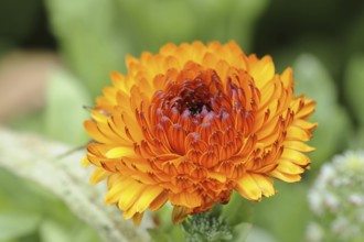 Marigold or garden marigold (Calendula officinalis), flower, North Rhine-Westphalia, Germany,