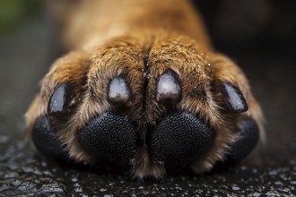 Dog paw with dark colored claws. Generative Ai, AI generated