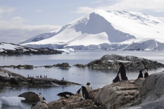 Adélie Penguin (Pygoscelis adeliae) colony on Petermann Island, Antarctica