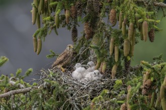 Common kestrel (Falco tinnunculus), female adult bird, bringing a mouse to the nest of young birds