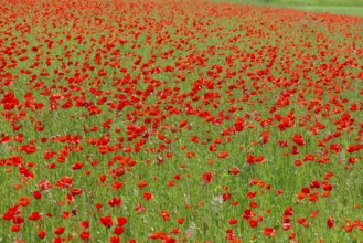 Field with flowering poppies (Papaver rhoeas), Franconia, Bavaria, Germany, Europe