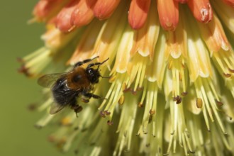 Buff tailed bumble bee (Bombus terrestris) adult insect feeding on a garden Red-hot poker flower in