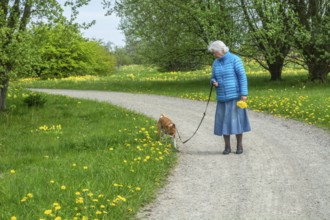 Elderly woman with dog on a curvy gravel road in springtime in Ystad, Skåne County, Sweden,