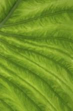 Giant elephant ear (Alocasia), underside of leaf, North Rhine-Westphalia, Germany, Europe