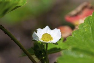 Close-up of a strawberry blossom