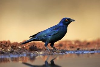 Red-shouldered Glossy Starling (Lamprotornis nitens), adult, at the water, alert, Kruger National