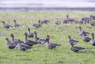 Greater white-fronted geese (Anser albifrons), Emsland, Lower Saxony, Germany, Europe