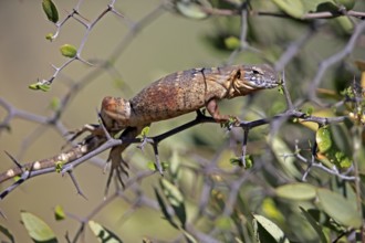 Eastern Mexican Black Iguana, (Ctenosaura acanthura), adult, on tree, foraging, Sonoran Desert,