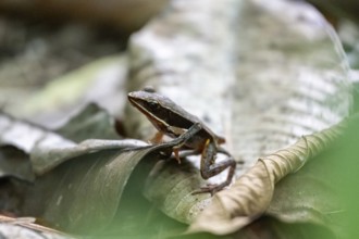 Warszewitsch's frog (Lithobates warszewitschi), small brown frog in foliage, in the tropical