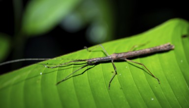 Stick insect (Phasmatodea) sitting on a leaf, at night in the tropical rainforest, Refugio Nacional