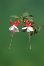 Fuchsias (Fuchsia), flowering, flower, Ellerstadt, Germany, Europe